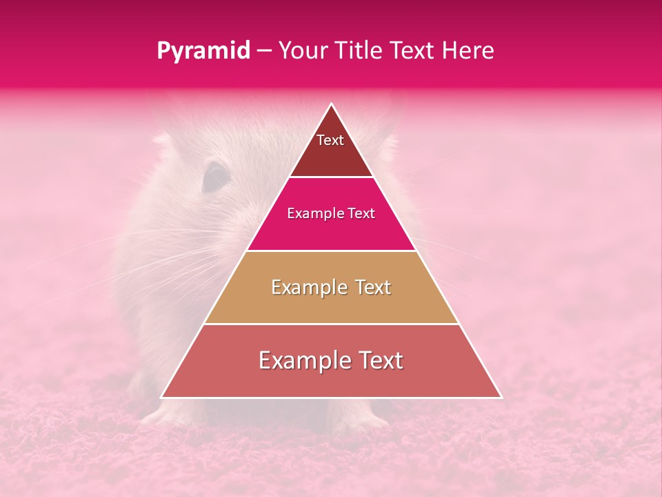 A Hamster Is Sitting On A Pink Carpet PowerPoint Template