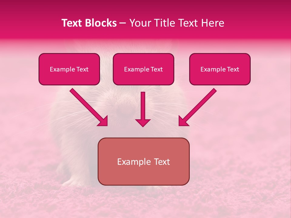 A Hamster Is Sitting On A Pink Carpet PowerPoint Template