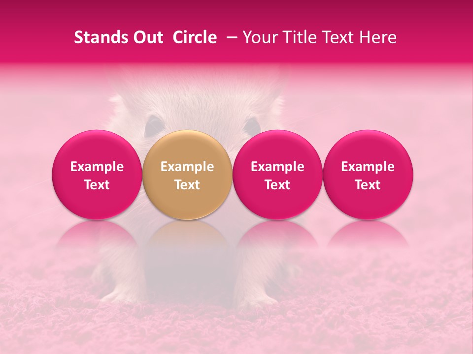 A Hamster Is Sitting On A Pink Carpet PowerPoint Template