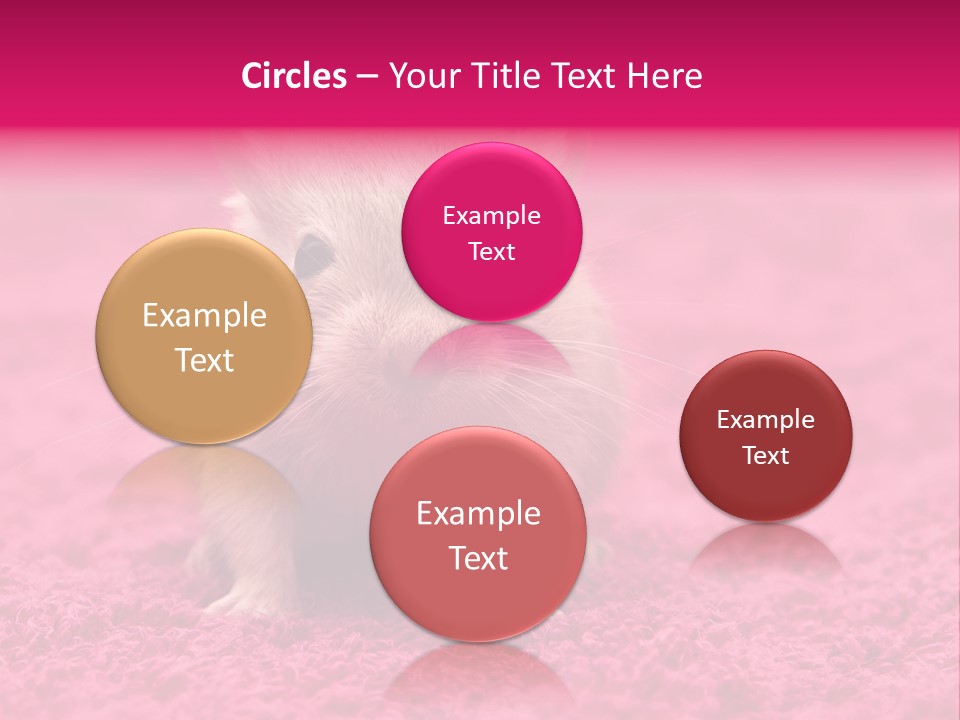 A Hamster Is Sitting On A Pink Carpet PowerPoint Template