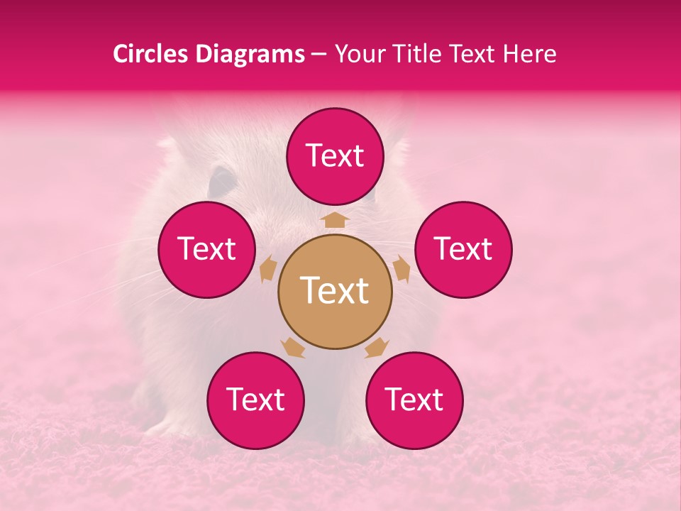 A Hamster Is Sitting On A Pink Carpet PowerPoint Template