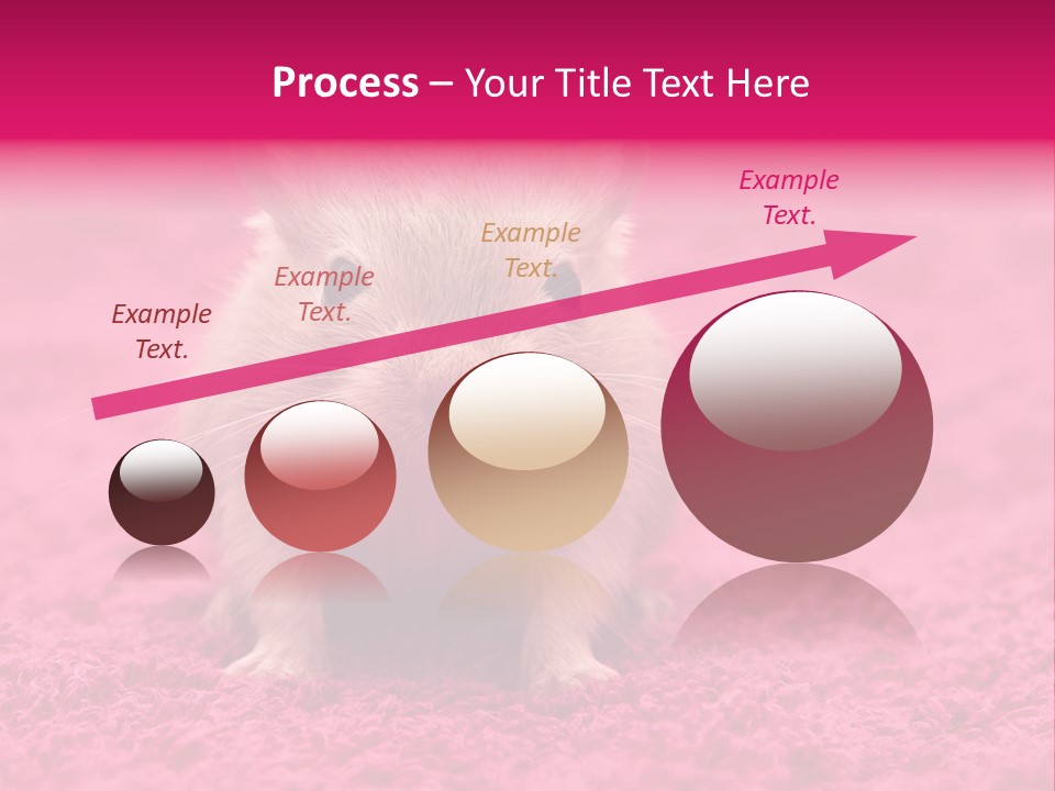 A Hamster Is Sitting On A Pink Carpet PowerPoint Template