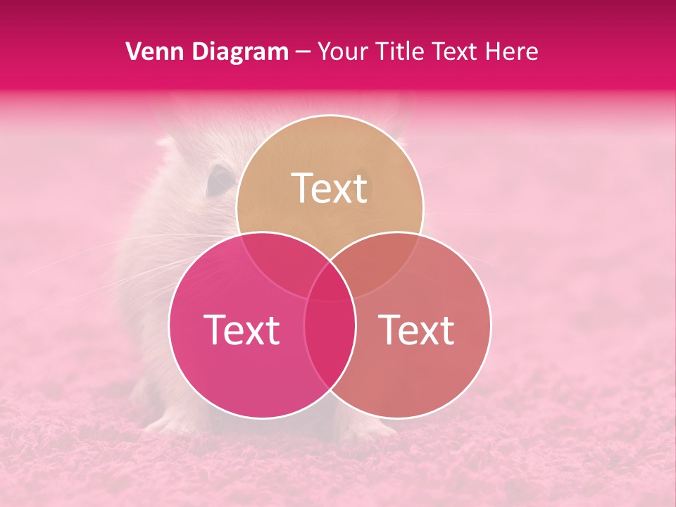 A Hamster Is Sitting On A Pink Carpet PowerPoint Template