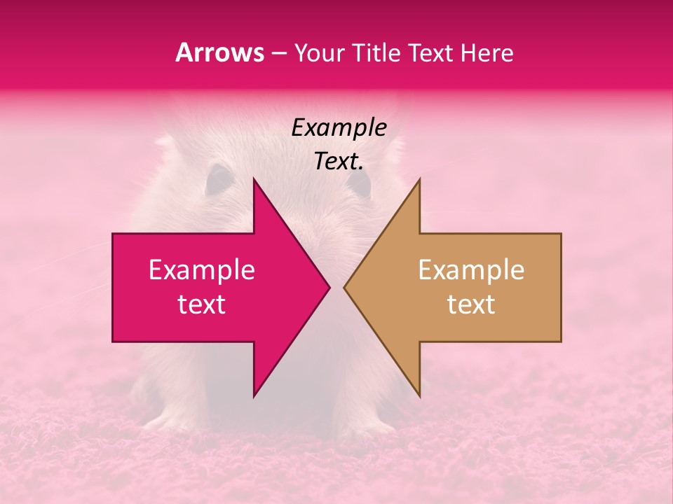 A Hamster Is Sitting On A Pink Carpet PowerPoint Template