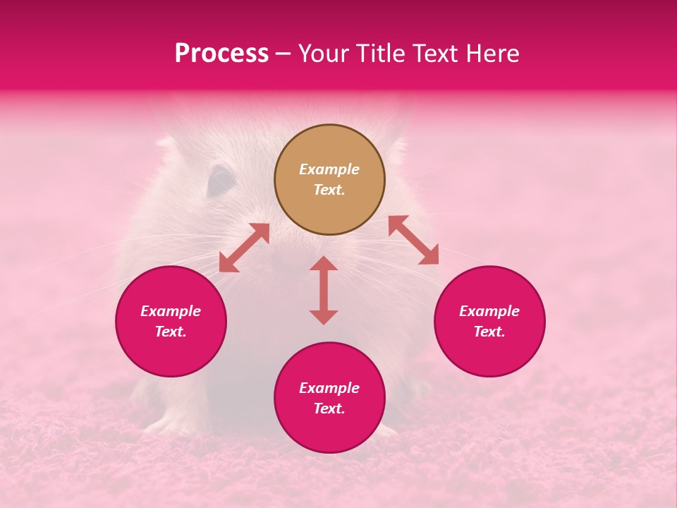 A Hamster Is Sitting On A Pink Carpet PowerPoint Template