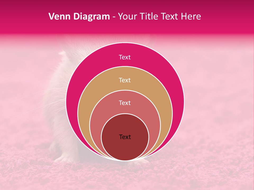 A Hamster Is Sitting On A Pink Carpet PowerPoint Template