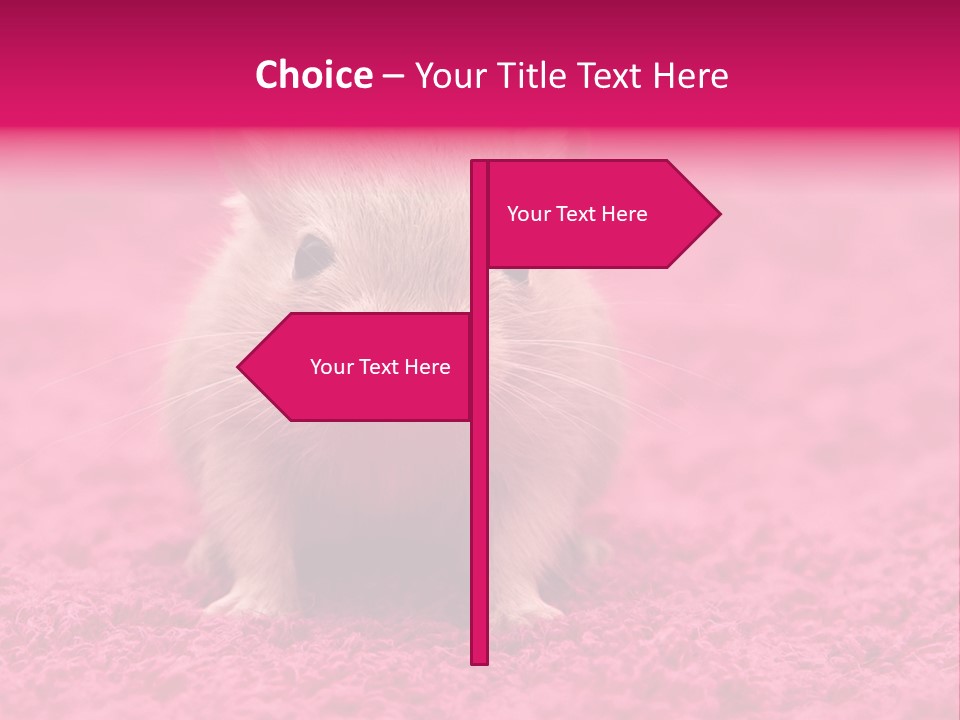 A Hamster Is Sitting On A Pink Carpet PowerPoint Template