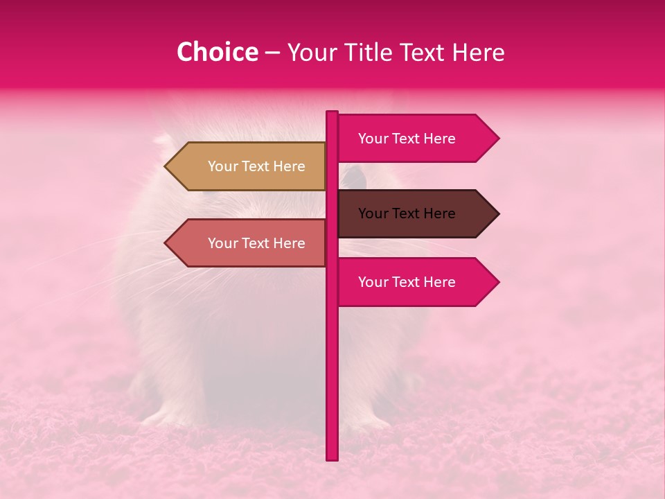 A Hamster Is Sitting On A Pink Carpet PowerPoint Template