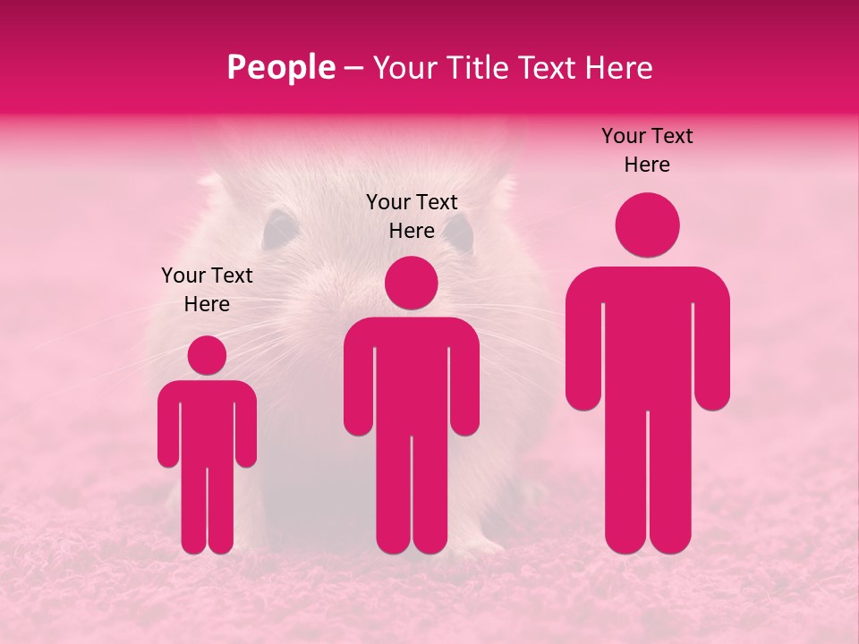 A Hamster Is Sitting On A Pink Carpet PowerPoint Template