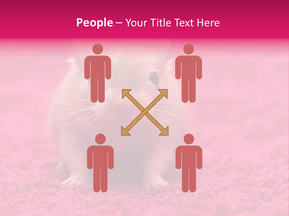 A Hamster Is Sitting On A Pink Carpet PowerPoint Template