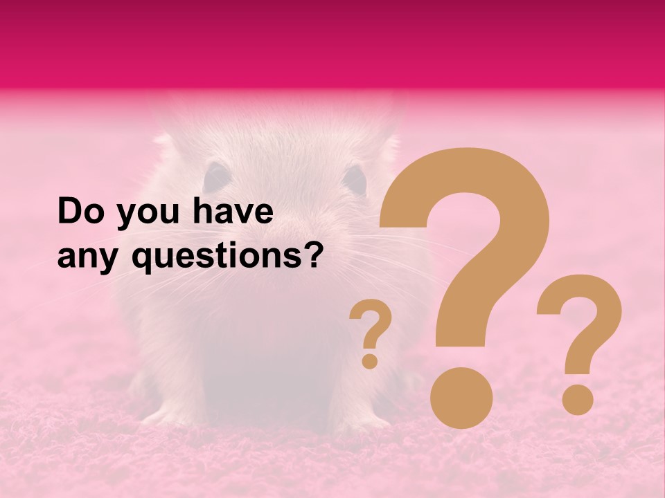 A Hamster Is Sitting On A Pink Carpet PowerPoint Template