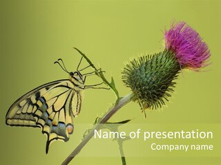 Prime Wing Animal PowerPoint Template