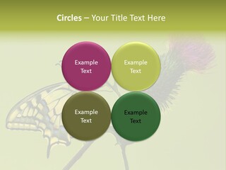 Prime Wing Animal PowerPoint Template