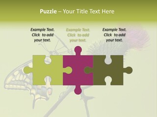 Prime Wing Animal PowerPoint Template