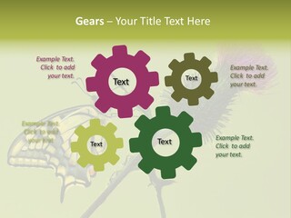 Prime Wing Animal PowerPoint Template