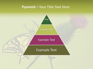 Prime Wing Animal PowerPoint Template