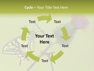 Prime Wing Animal PowerPoint Template