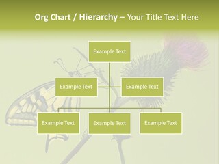 Prime Wing Animal PowerPoint Template