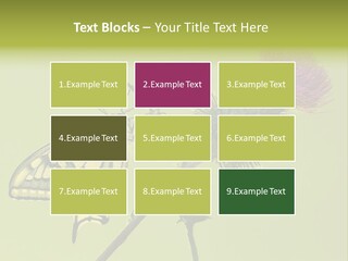 Prime Wing Animal PowerPoint Template