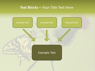Prime Wing Animal PowerPoint Template