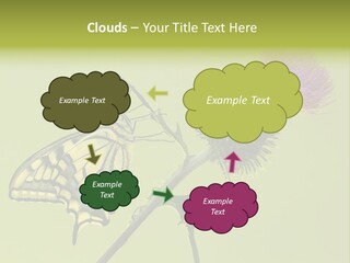 Prime Wing Animal PowerPoint Template