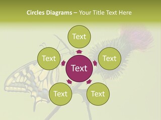 Prime Wing Animal PowerPoint Template