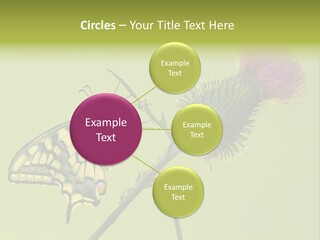Prime Wing Animal PowerPoint Template