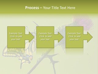 Prime Wing Animal PowerPoint Template