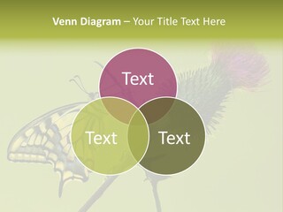 Prime Wing Animal PowerPoint Template