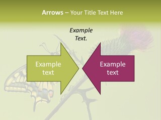 Prime Wing Animal PowerPoint Template