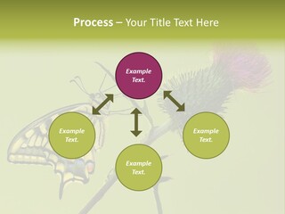 Prime Wing Animal PowerPoint Template