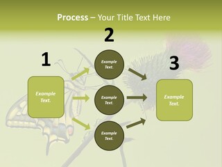 Prime Wing Animal PowerPoint Template