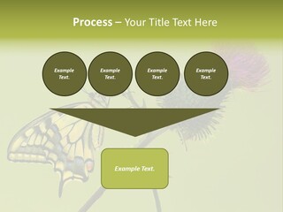 Prime Wing Animal PowerPoint Template