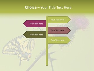 Prime Wing Animal PowerPoint Template