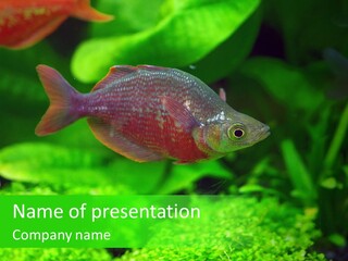 Tropical Fish Glossolepis Incisus Freshwater Aquarium PowerPoint Template