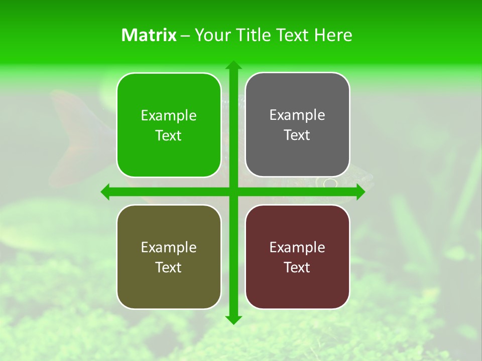 Tropical Fish Glossolepis Incisus Freshwater Aquarium PowerPoint Template