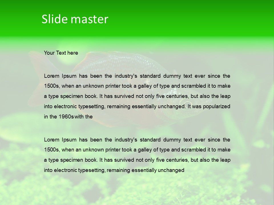 Tropical Fish Glossolepis Incisus Freshwater Aquarium PowerPoint Template