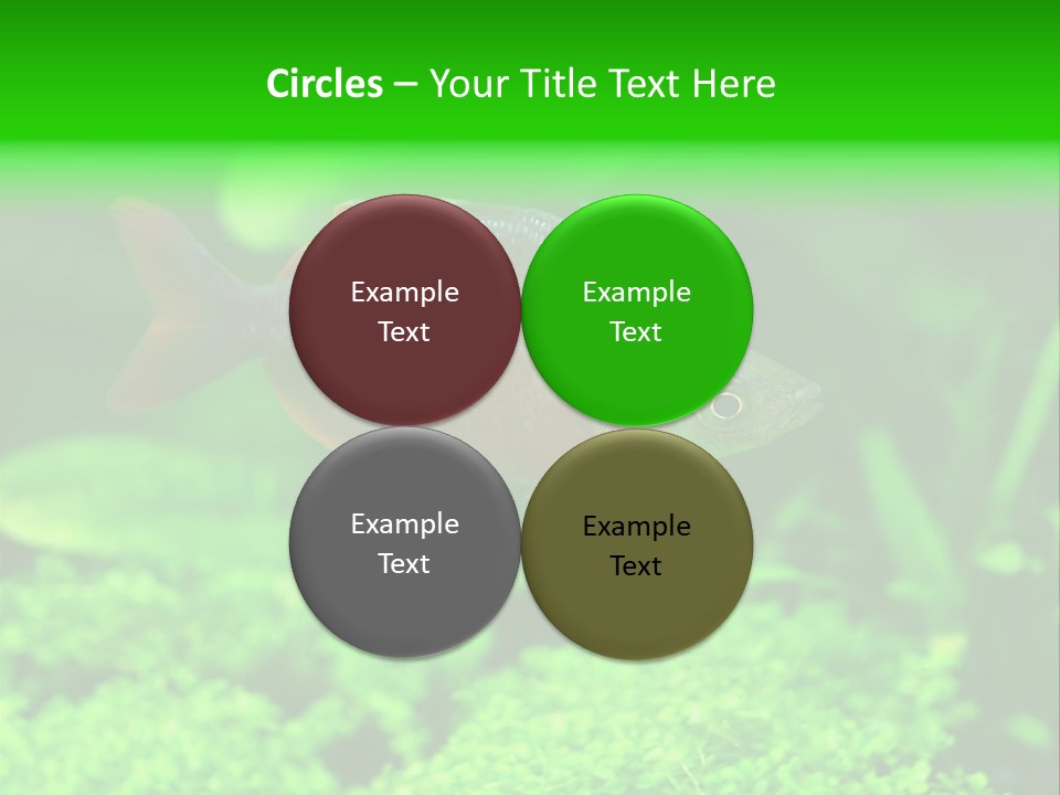 Tropical Fish Glossolepis Incisus Freshwater Aquarium PowerPoint Template