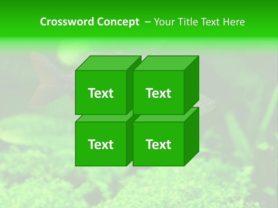 Tropical Fish Glossolepis Incisus Freshwater Aquarium PowerPoint Template