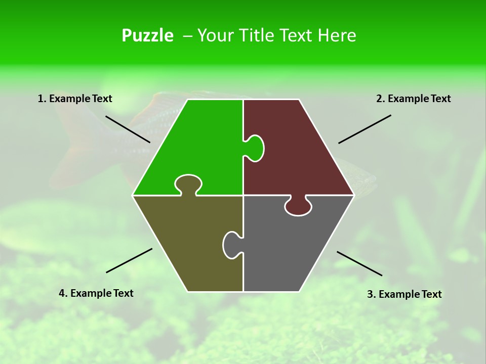 Tropical Fish Glossolepis Incisus Freshwater Aquarium PowerPoint Template