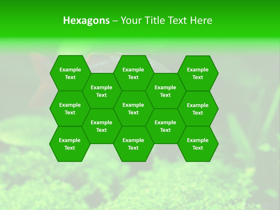 Tropical Fish Glossolepis Incisus Freshwater Aquarium PowerPoint Template