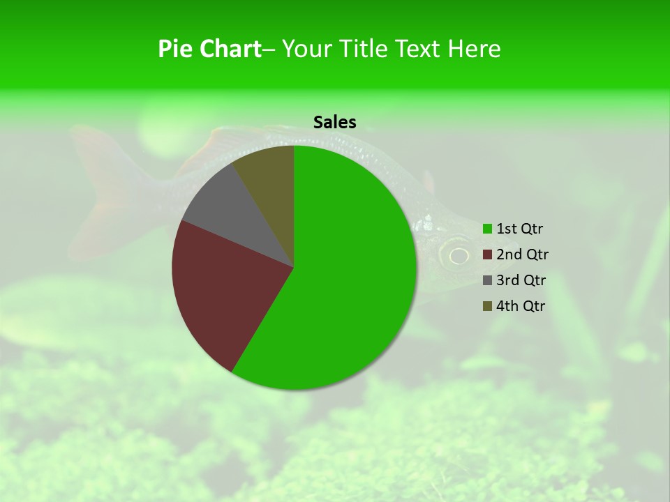 Tropical Fish Glossolepis Incisus Freshwater Aquarium PowerPoint Template
