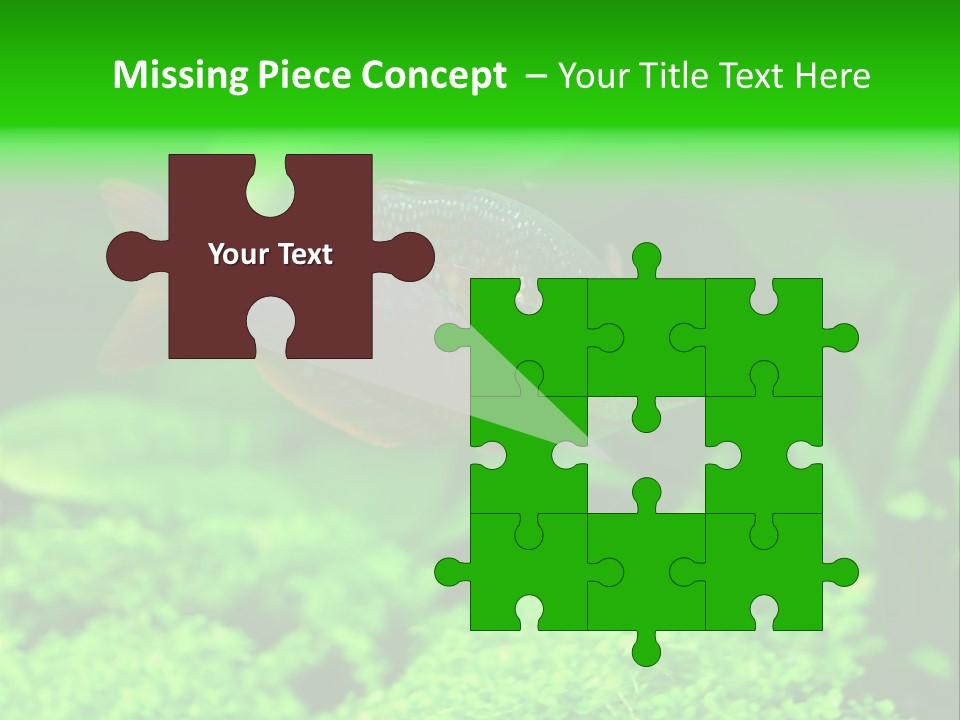 Tropical Fish Glossolepis Incisus Freshwater Aquarium PowerPoint Template