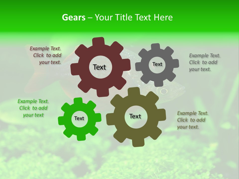 Tropical Fish Glossolepis Incisus Freshwater Aquarium PowerPoint Template