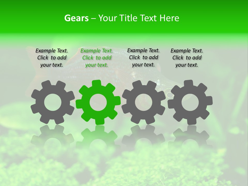 Tropical Fish Glossolepis Incisus Freshwater Aquarium PowerPoint Template