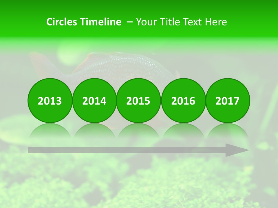 Tropical Fish Glossolepis Incisus Freshwater Aquarium PowerPoint Template