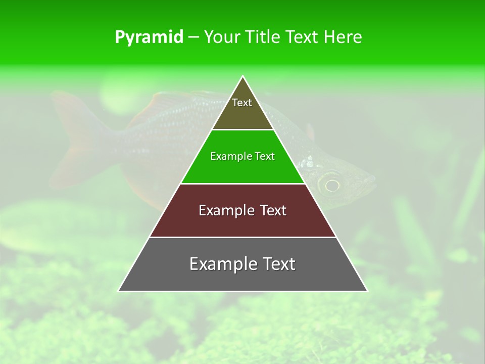 Tropical Fish Glossolepis Incisus Freshwater Aquarium PowerPoint Template