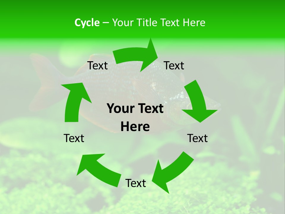 Tropical Fish Glossolepis Incisus Freshwater Aquarium PowerPoint Template