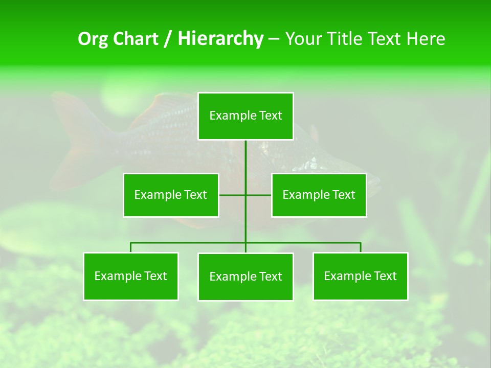 Tropical Fish Glossolepis Incisus Freshwater Aquarium PowerPoint Template
