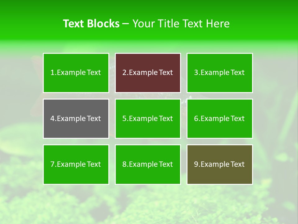 Tropical Fish Glossolepis Incisus Freshwater Aquarium PowerPoint Template